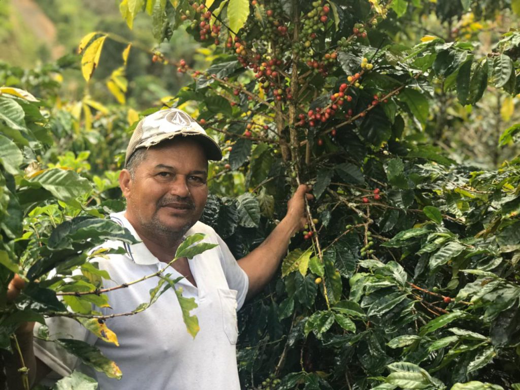 Cadena de valor del café de Briceno conectada con el mundo